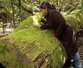Attunga NSW Nelson Bay Accommodation.com