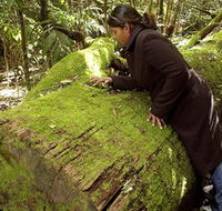 Washpool National Park - Washpool Walk - Accommodation Nelson Bay