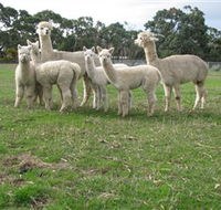 Blackgate Lodge Alpaca Stud - Accommodation Nelson Bay