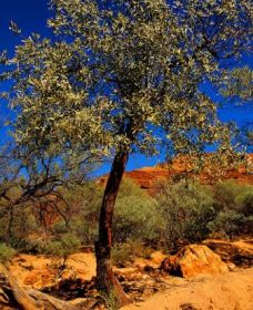 Mt Romance Australia Pty Ltd - Accommodation Nelson Bay 0