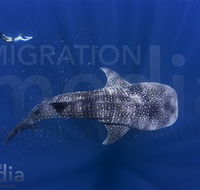 Migration Media - Accommodation Nelson Bay