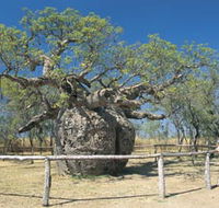 Boab Prison Tree - Accommodation Nelson Bay