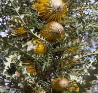 Woylie Walk Dryandra Woodland - Accommodation Nelson Bay