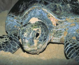 Turtle Nesting Season - Accommodation Nelson Bay 0