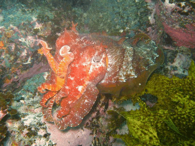 Jervis Bay Dive Charters - Accommodation Nelson Bay