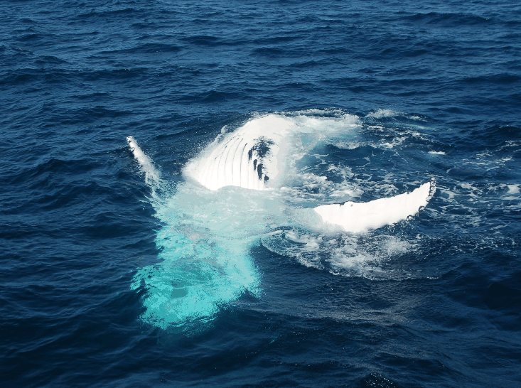 Dolphin Wild Cruises - Accommodation Nelson Bay