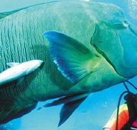 Aristocat Snorkel and Scuba Port Douglas - Accommodation Nelson Bay