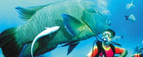 Aristocat Snorkel And Scuba Port Douglas - Accommodation Nelson Bay 0