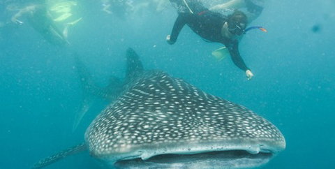 Aristocat Snorkel And Scuba Port Douglas - Accommodation Nelson Bay 1