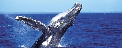 Aristocat Snorkel And Scuba Port Douglas - Accommodation Nelson Bay 2