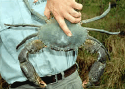 Whitsunday Crocodile Safari - Accommodation Nelson Bay