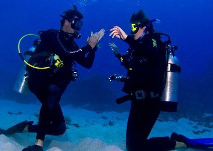 Pro Dive Cairns - Accommodation Nelson Bay 2