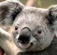 Wildlife Habitat - Accommodation Nelson Bay