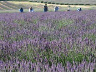 Aloomba Lavender - Accommodation Nelson Bay 1