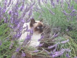 Aloomba Lavender - Accommodation Nelson Bay 2