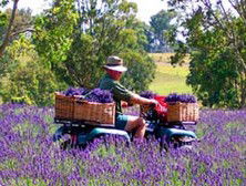 Aloomba Lavender - Accommodation Nelson Bay 4