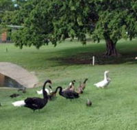 Anzac Park and Ululah Lagoon - Accommodation Nelson Bay