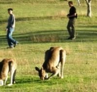 Araucaria Ecotours - Accommodation Nelson Bay