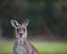 Anglesea Golf Club - Accommodation Nelson Bay 6