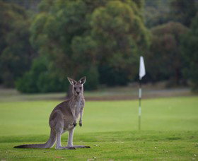 Anglesea Golf Club - Accommodation Nelson Bay 0