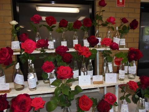 Anglican Spring Flower Show Gundagai - Accommodation Nelson Bay 0