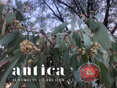 Antica Australis - Winter Fire Festival - Accommodation Nelson Bay 0