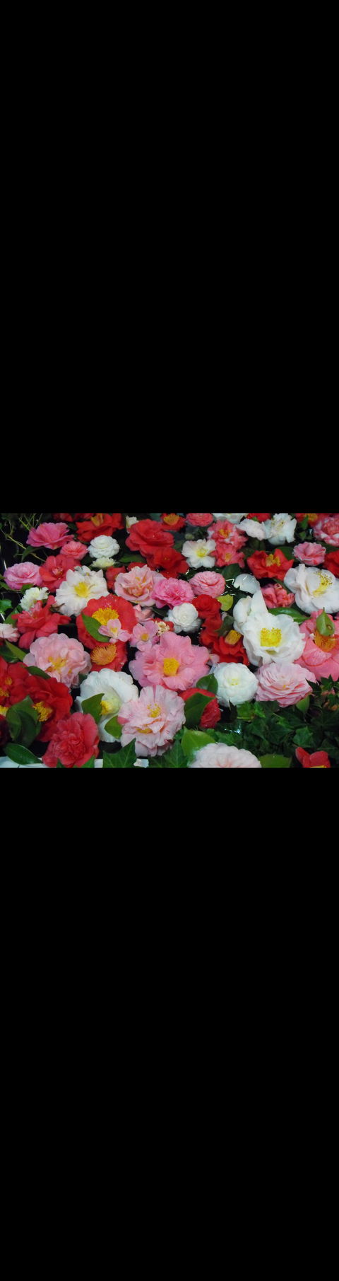 Camellia's Australia National Camellia Show - Accommodation Nelson Bay 0