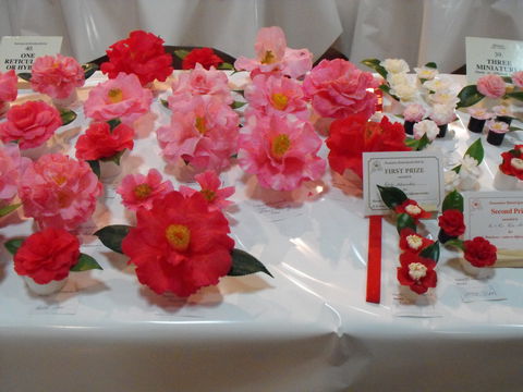 Camellia's Australia National Camellia Show - Accommodation Nelson Bay 1