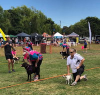 Dogs in the Park Orange - Accommodation Nelson Bay