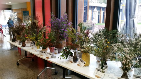 Grampians Wildflower Show - Accommodation Nelson Bay 0