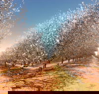 Mallee Almond Blossom Festival - Accommodation Nelson Bay