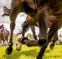 Night Markets and Race Day - Accommodation Nelson Bay