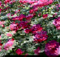 2020 Woolmers Estate Festival of Roses - Accommodation Nelson Bay