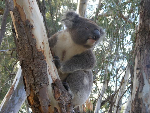 Annual Koala Count - Accommodation Nelson Bay 0