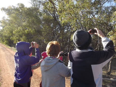 Annual Koala Count - Accommodation Nelson Bay 1