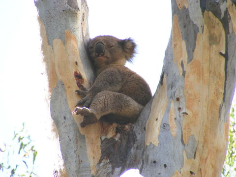 Annual Koala Count - Accommodation Nelson Bay 2