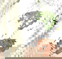 Artistic Endeavour - Accommodation Nelson Bay