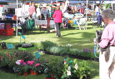 Batemans Bay Sunday Market - Accommodation Nelson Bay 2