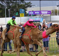 Camel Races at Gosford Showgrounds - Accommodation Nelson Bay