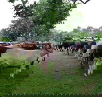 Dorrigo Agricultural Show - Accommodation Nelson Bay