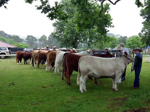 Dorrigo Agricultural Show - Accommodation Nelson Bay 0