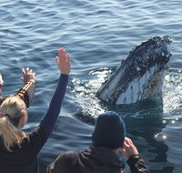 Eden Whale Festival - Accommodation Nelson Bay