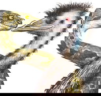 Edward The Emu - Accommodation Nelson Bay