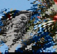 Esperance Wildflower Festival - Accommodation Nelson Bay