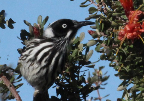 Esperance Wildflower Festival - Accommodation Nelson Bay 0