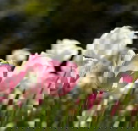 Floriade Reimagined - Accommodation Nelson Bay
