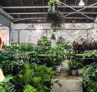 Newcastle - Huge Indoor Plant Warehouse Sale - Christmas Bonanza - Accommodation Nelson Bay
