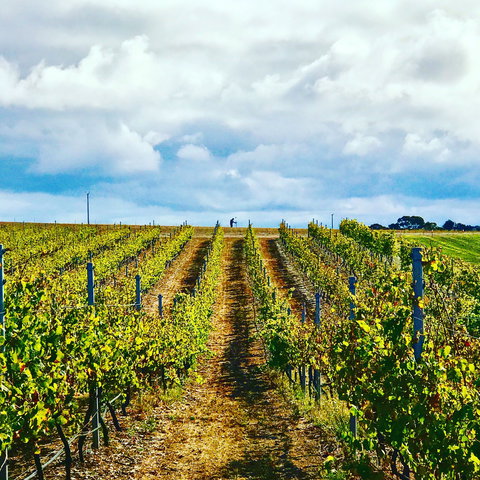 Peter Teakle Wines - Accommodation Nelson Bay 1