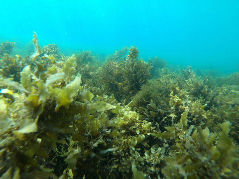 Recovery Of The Great Barrier Reef - Accommodation Nelson Bay 2