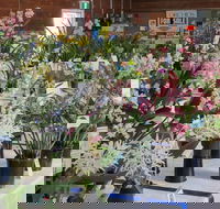 Sapphire Coast Orchid Club Spring Orchid Show - Accommodation Nelson Bay
